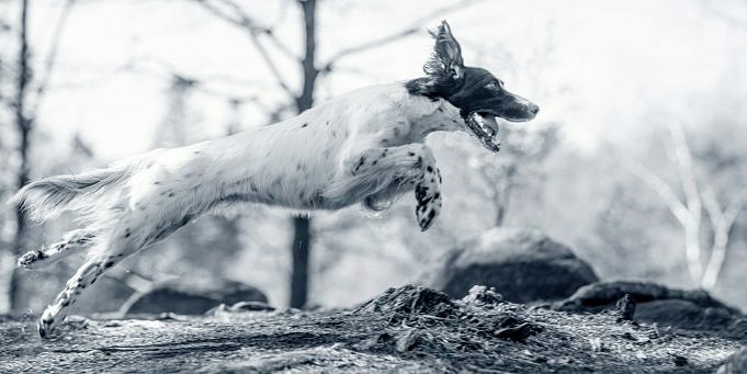 Hoe Snel Kan Een Hond Rennen?