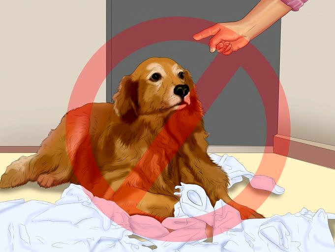 Hoe U Uw Puppy Zindelijk Kunt Maken In Een Appartement