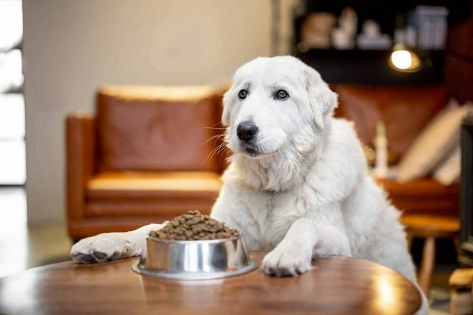 Hypoallergene Recepten Voor Hondenvoer
