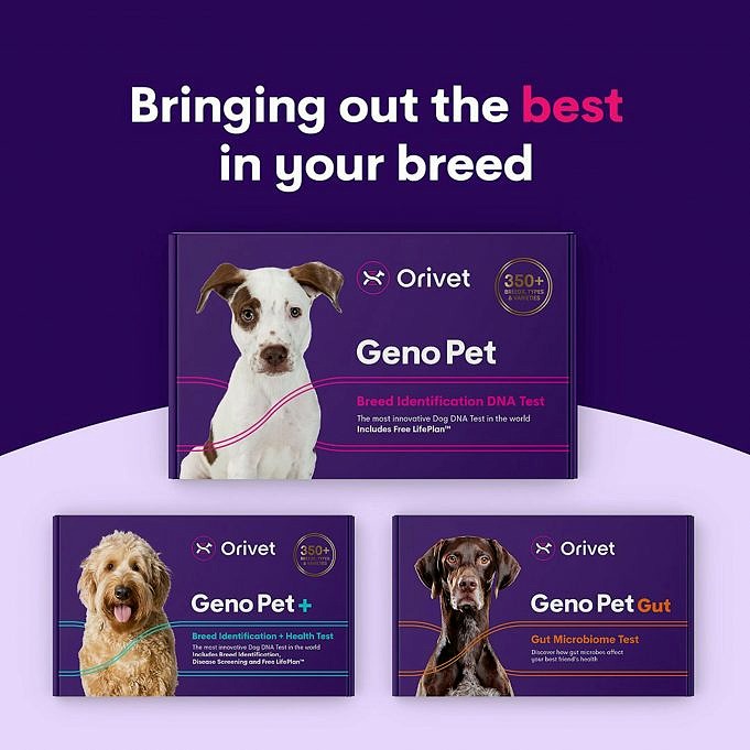 Orivet Dog DNA Test & Life Plan Review