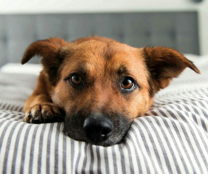 Waarom Een Hond 's Nachts In Een Bench Doen? Tips En Voordelen Van Fido Kratten