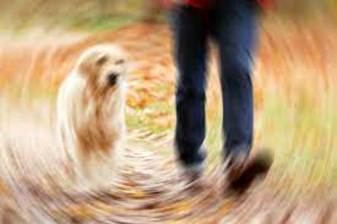 Wat Bepaalt Het Eigendom Van Een Hond - Hond Nerdz.com